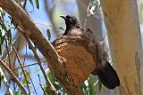 White-winged Chough